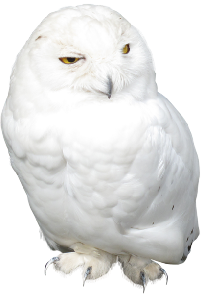This png image - White Owl PNG Picture, is available for free download