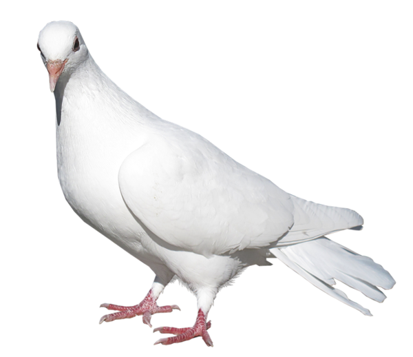 This png image - White Pigeon Transparent PNG Picture, is available for free download