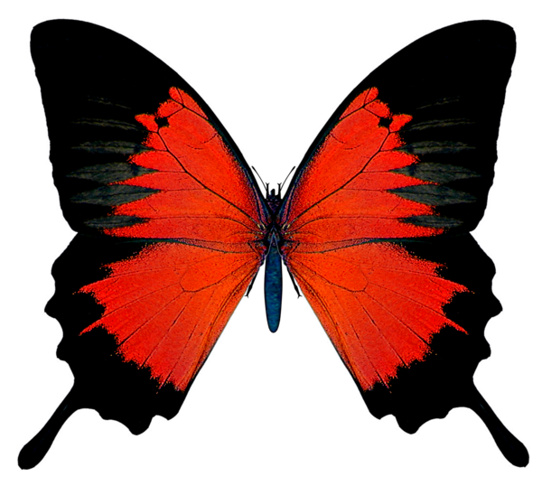 Black_and_Red_Butterfly_PNG_Picture.png