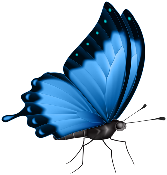 This png image - Butterfly Color Blue PNG Clipart, is available for free download