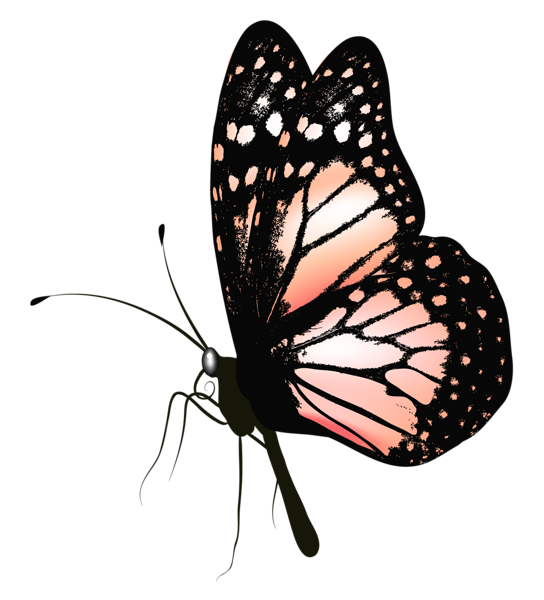 png clipart- butterfly pack - photo #26
