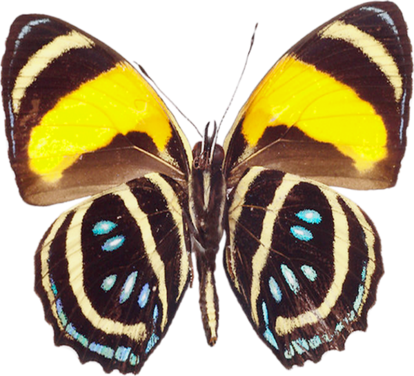 Large_Brown_PNG_Transparent_Butterfly_Clipart.png