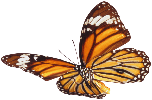 This png image - Large Butterfly PNG Picture Clipart, is available for free download