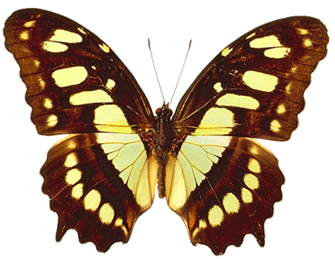 PNG_Transparent_Brown_and_Yellow_Real_Butterfly_Clipart.png