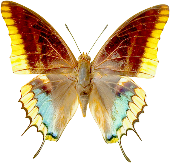 PNG_Transparent_Butterfly_Clipart.png