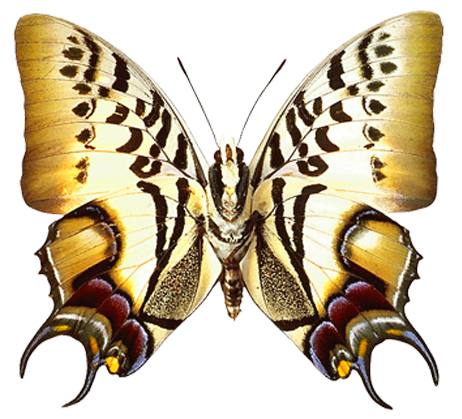 PNG_Transparent_Real_Butterfly_Clipart.png
