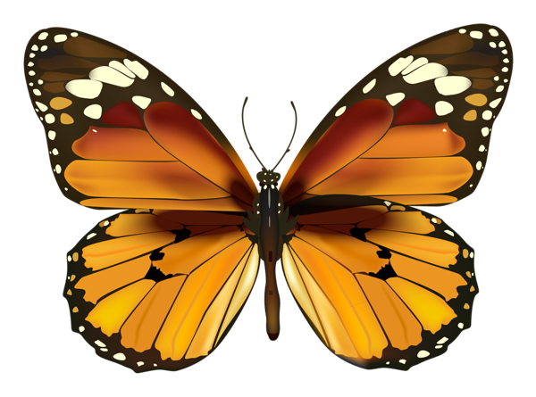 Yellow_Butterfly_PNG_Clipart.png