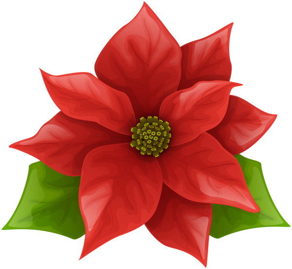 This png image - Christmas Poinsettia PNG Clip Art Image, is available for free download
