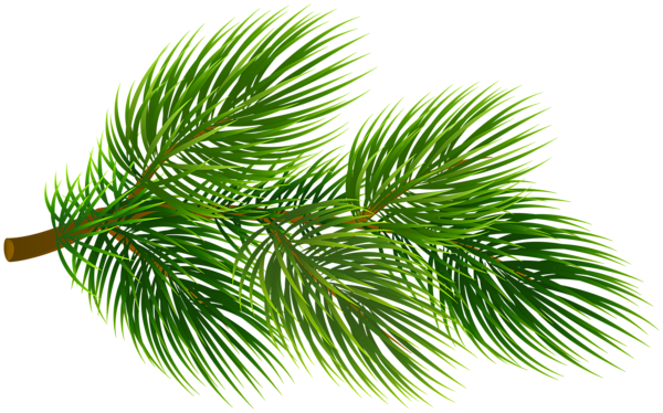 This png image - Pine Branch Christmas PNG Clipart, is available for free download