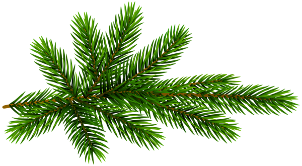 This png image - Pine Branch Transparent Clip Art, is available for free download