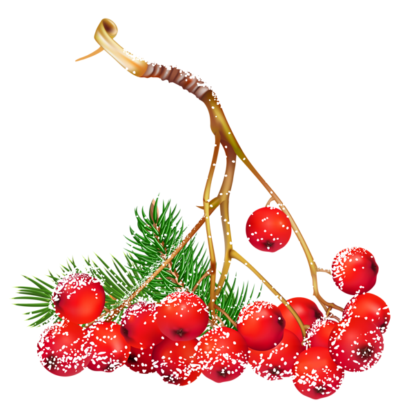 This png image - Transparent Christmas Snowy Holly Berries PNG Clipart, is available for free download