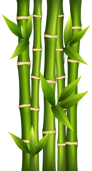 This png image - Bamboo PNG Clipart Image, is available for free download