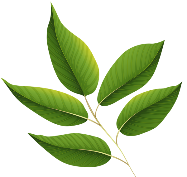 This png image - Green Leaves PNG Clipart Image, is available for free download