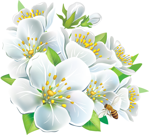 Flores hermosas y otras imagenes en PNG Large_White_Flowers_PNG_Clipart