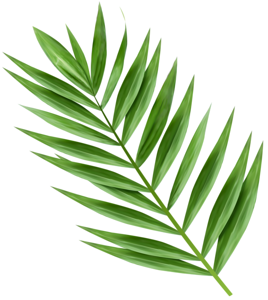 This png image - Palm Branch Transparent Image, is available for free download