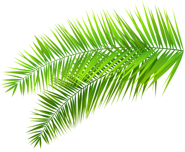 This png image - Palm Leaves Decoration PNG Clip Art Image, is available for free download