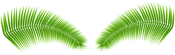 This png image - Palm Leaves Transparent PNG Clip Art Image, is available for free download