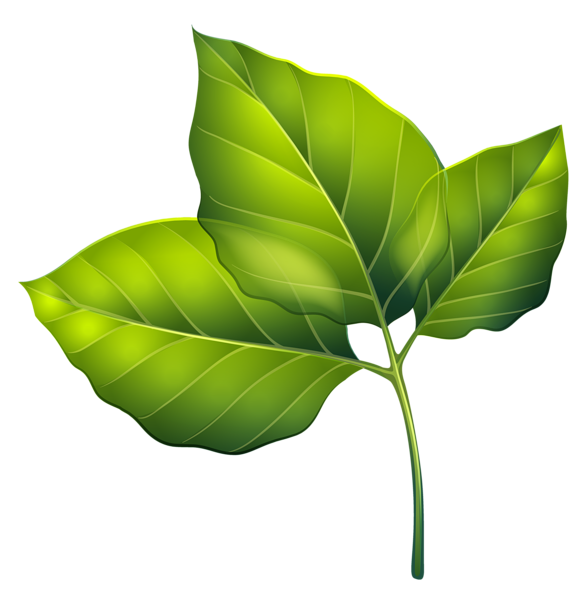 clipart green leaves - photo #36