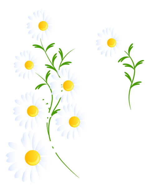This png image - Transparent White Daisies Decoration PNG Clipart, is available for free download
