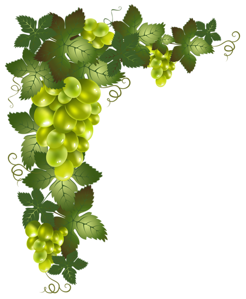 This png image - Transparent Vine Decorative Element PNG Picture, is available for free download
