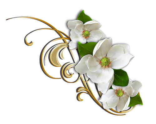 زخارف سكرابيه للتصميم  بنرات اشرطة ورود ستائر لتصميم بدون تحميل  White_Flower_with_Gold_Decorative_Elemant_Clipart