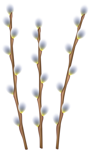 This png image - Easter Willow Branches Transparent Image, is available for free download