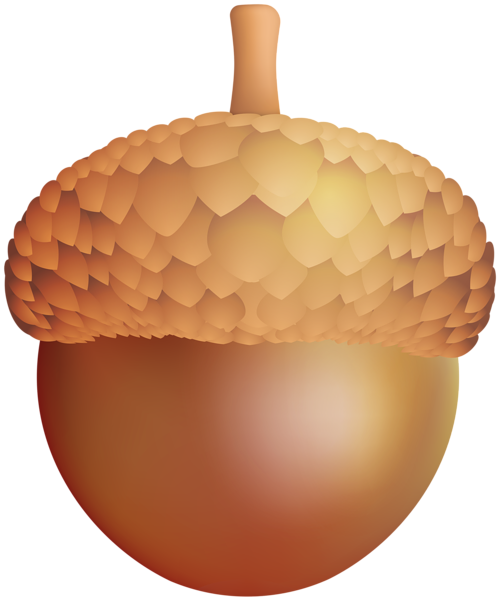 This png image - Acorn PNG Clip Art Image, is available for free download
