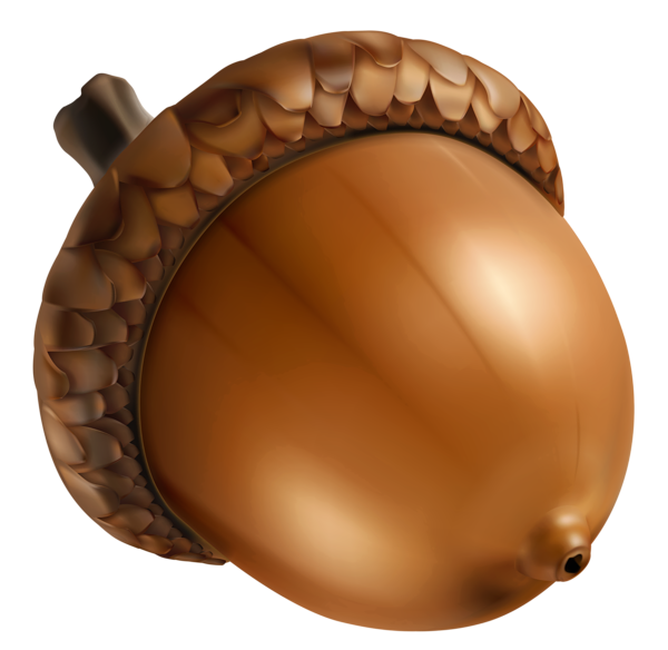 This png image - Acorn PNG Clipart Image, is available for free download
