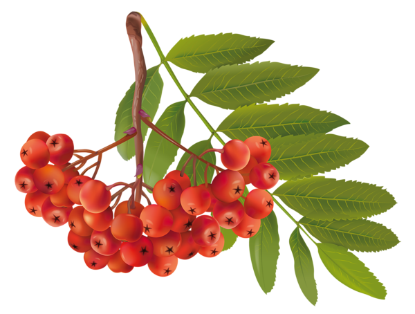 This png image - Autumn Plant PNG Clipart Image, is available for free download