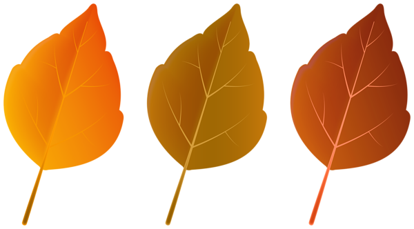 This png image - Three Colors Autumn Leaves PNG Clipart, is available for free download