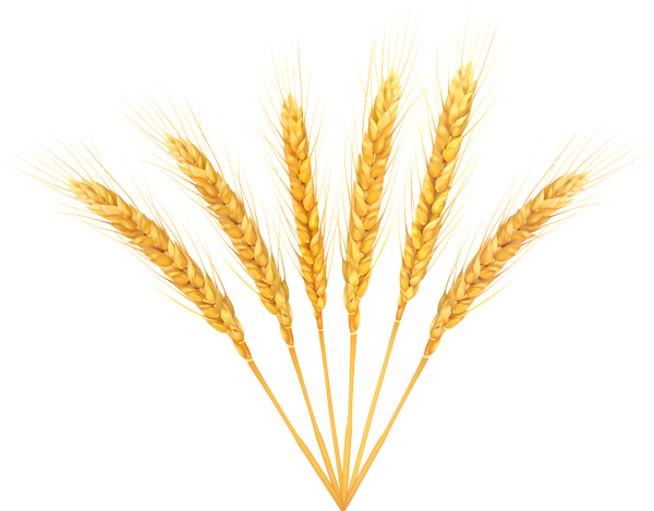 This png image - Wheat Decoration PNG Clip Art Image, is available for free download