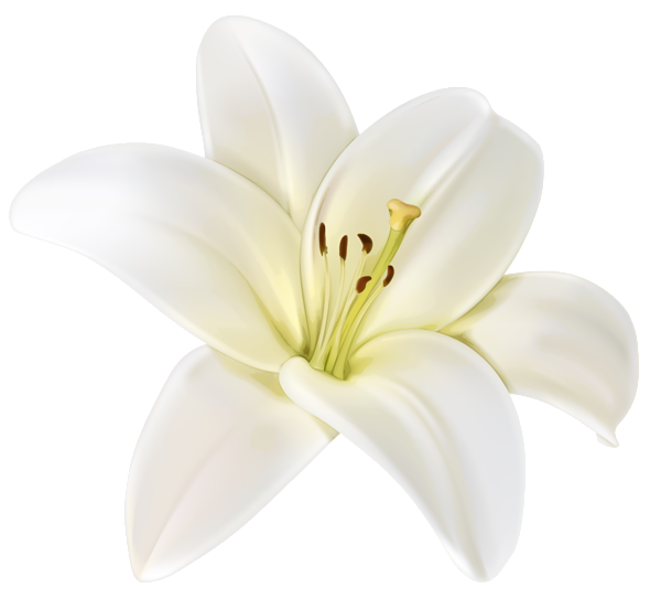 This png image - Beautiful White Flower PNG Clipart Image, is available for free download