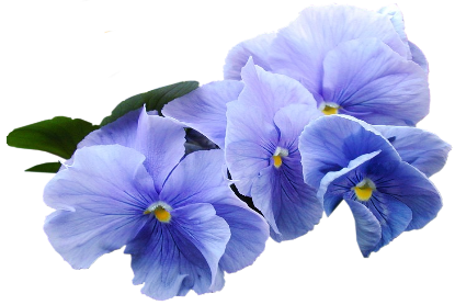 Blue Violet Flower PNG Clipart | Gallery Yopriceville - High-Quality