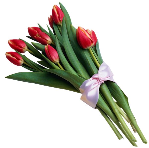 This png image - Bouquet of Red Tulips Transparent PNG Picture, is available for free download