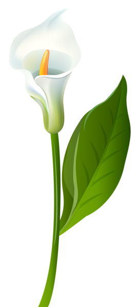 free clip art calla lily flower - photo #6
