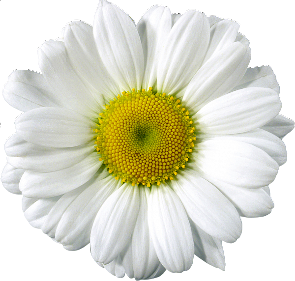 This png image - Daisy Clip Arts, is available for free download