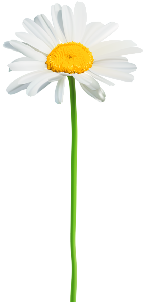 This png image - Daisy PNG Clip Art Image, is available for free download