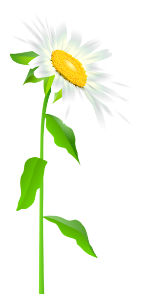 This png image - Daisy with Stem Transparent PNG Clip Art Image, is available for free download