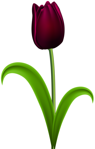 This png image - Dark Red Tulip Transparent PNG Clip Art Image, is available for free download