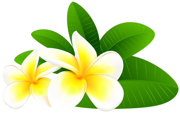 Exotic Plumeria PNG Clip Art Image | Gallery Yopriceville - High