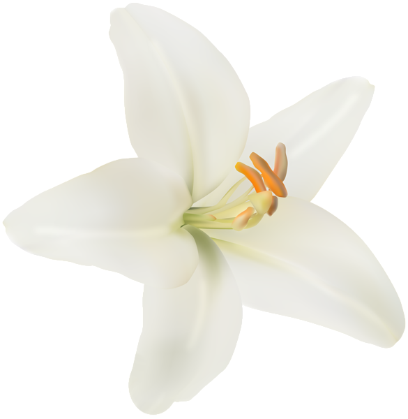 This png image - Flower White Lilium PNG Clipart, is available for free download