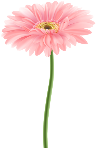 This png image - Gerbera Flower Pink PNG Clipart, is available for free download