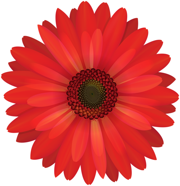 clip art gerbera flowers - photo #29