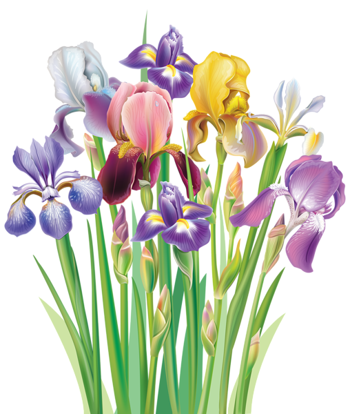 Irises PNG Clipart Image | Gallery Yopriceville - High-Quality Images