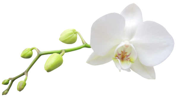 This png image - Large Transparent White Orchid Clipart, is available for free download