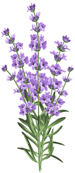 Lavender Flower Transparent PNG Clip Art | Gallery Yopriceville - High