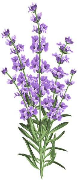 This png image - Lavender Flower Transparent PNG Clip Art, is available for free download
