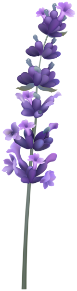 This png image - Lavender PNG Clipart, is available for free download