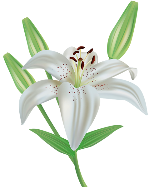 This png image - Lily Flower Clipart PNG Image, is available for free download
