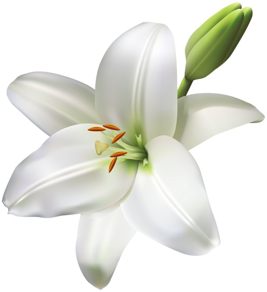 lily flower clip art free - photo #35